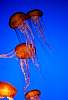 Tours and Sightseeing: Jellyfish