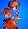 Tours and Sightseeing: Jellyfish