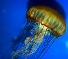 Tours and Sightseeing: Jellyfish